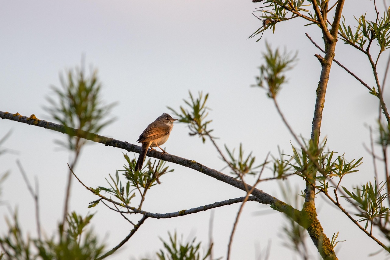 Rörsångare, bild 7