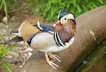 Mandarinand, bild 2 preview