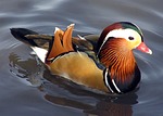 Mandarinand, bild 3 preview