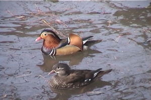 Mandarinand, bild 6 preview