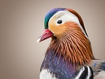 Mandarinand, bild 9 preview