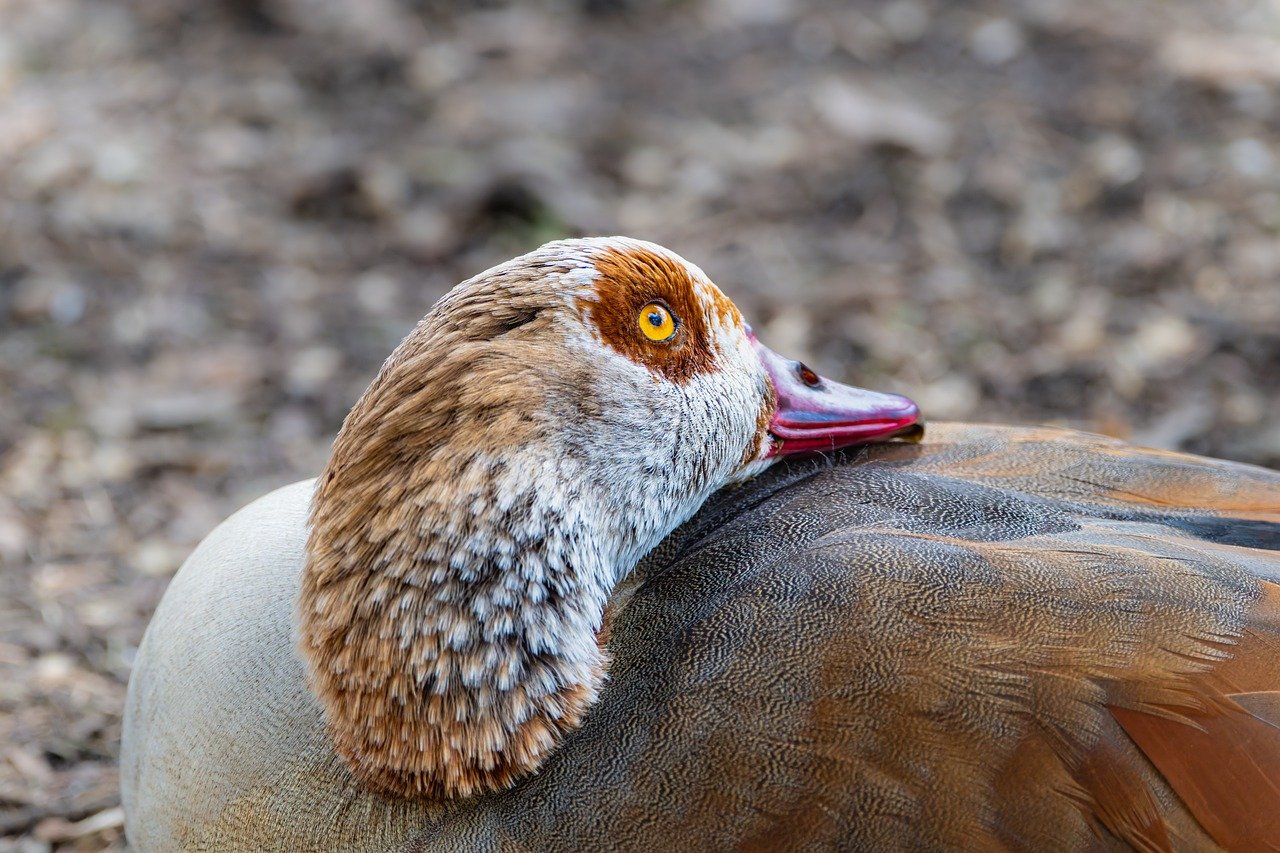 Nilgås, bild 2
