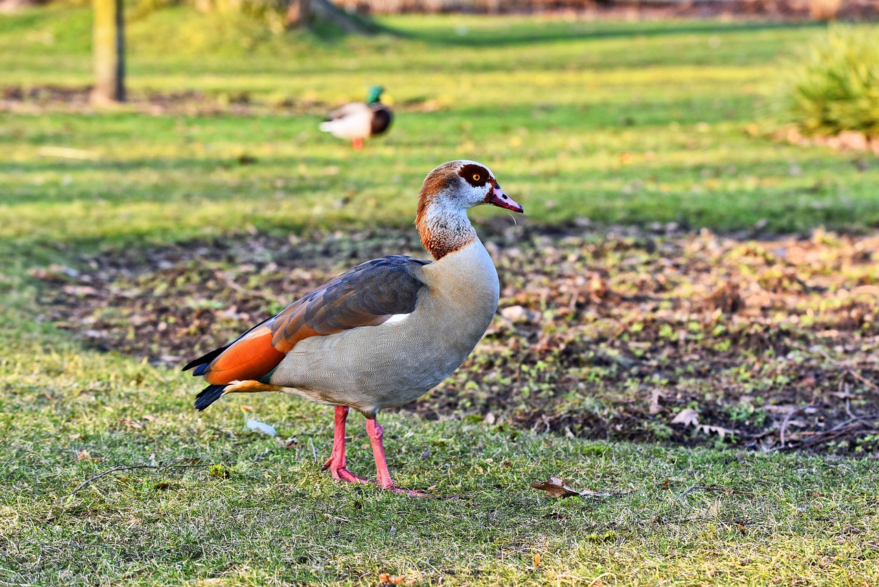 Nilgås, bild 3