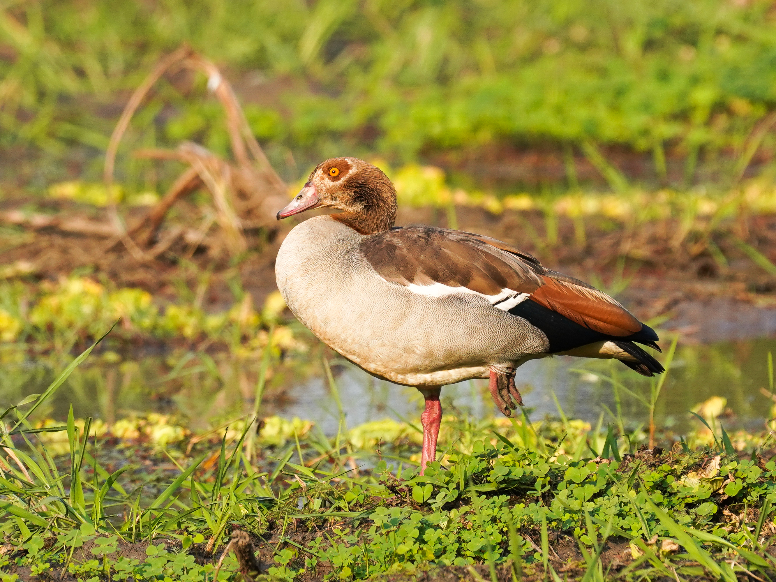 Nilgås, bild 4