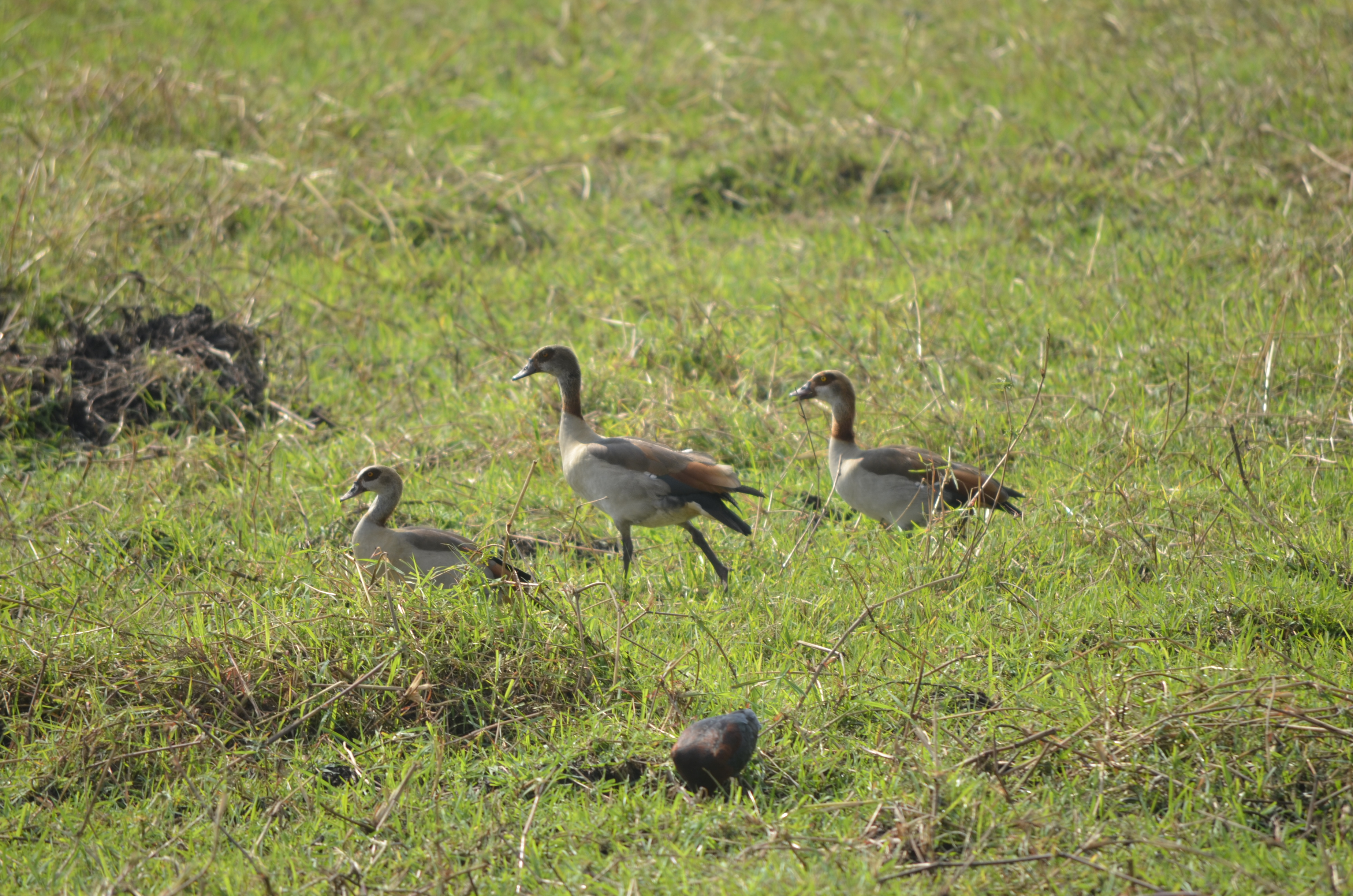 Nilgås, bild 6