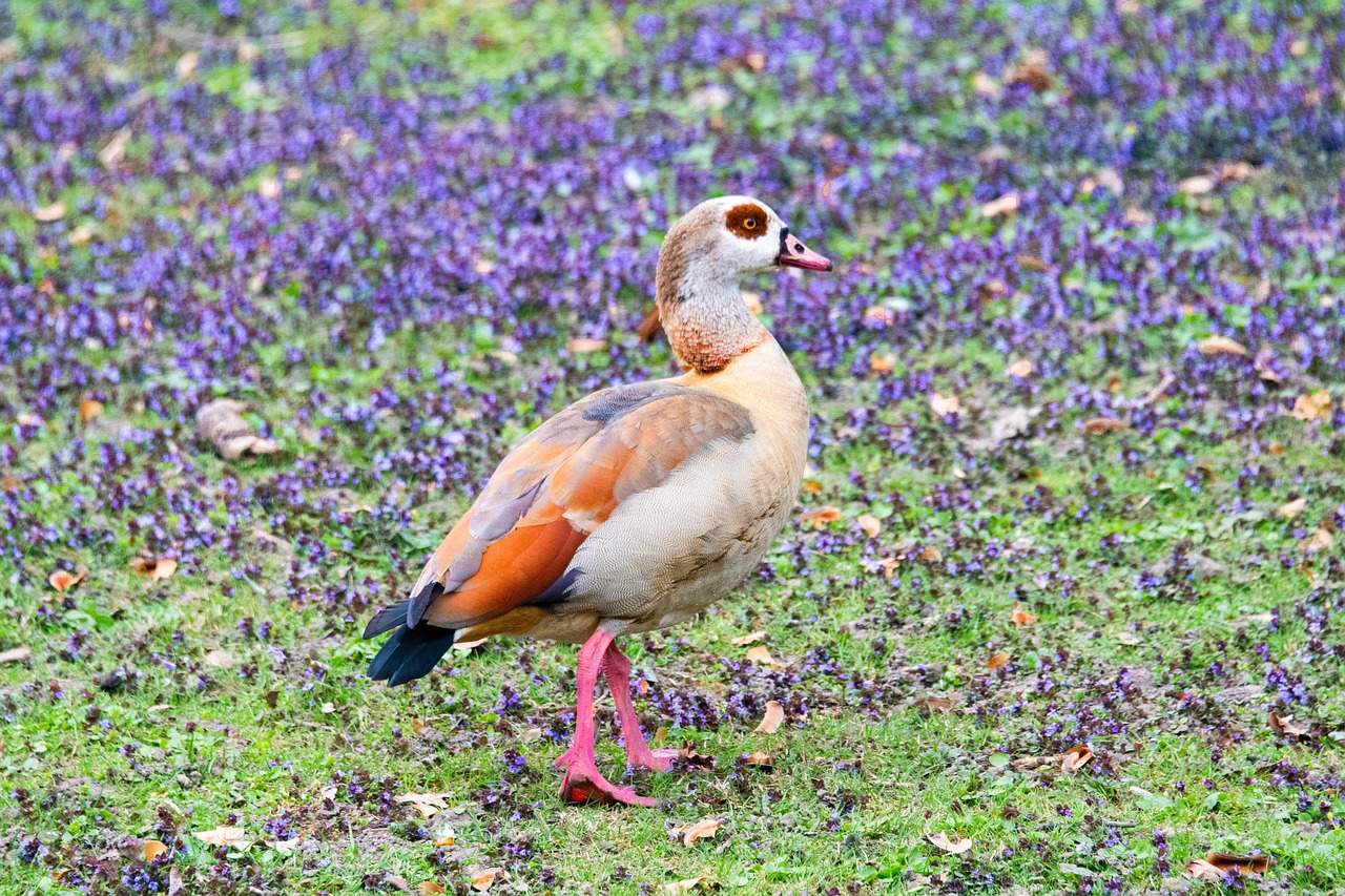 Nilgås, bild 7