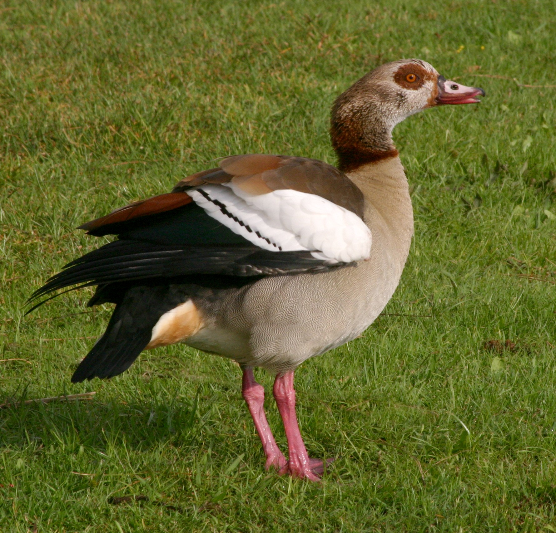 Nilgås, bild 1