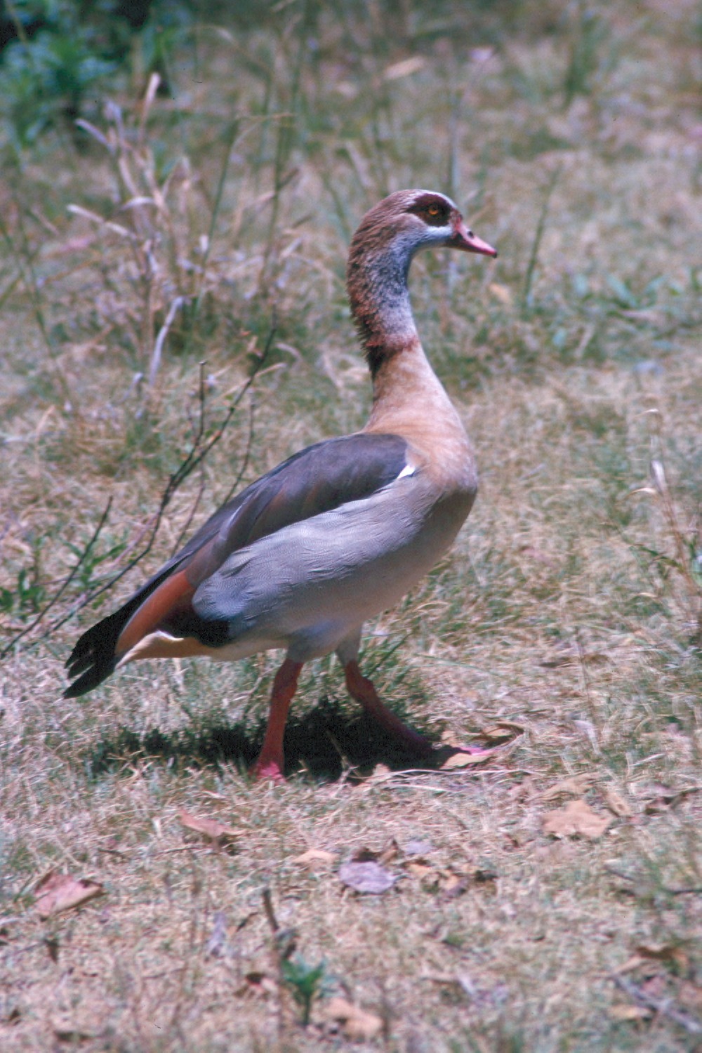 Nilgås, bild 8