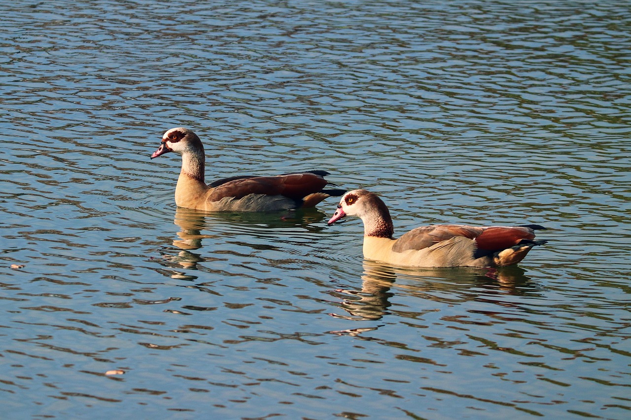 Nilgås, bild 9