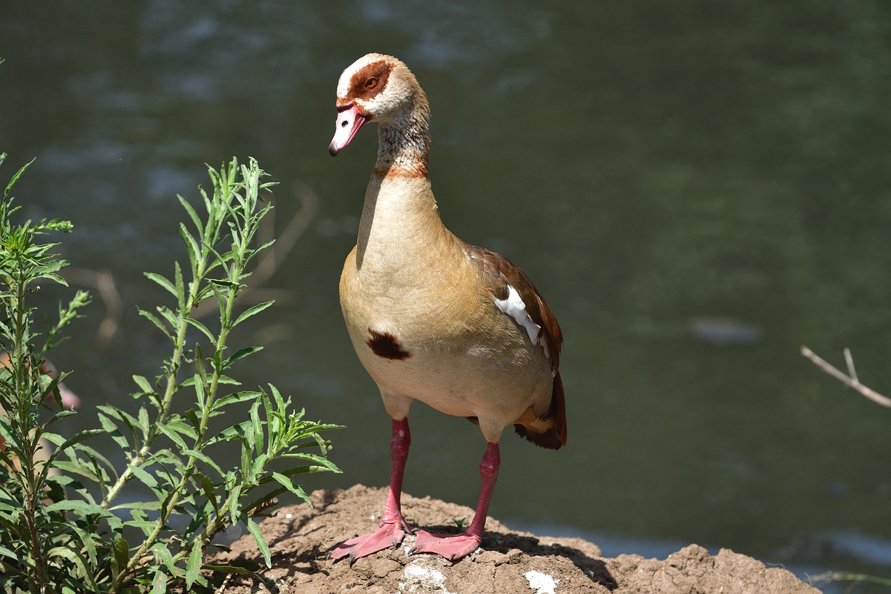 Nilgås, bild 10