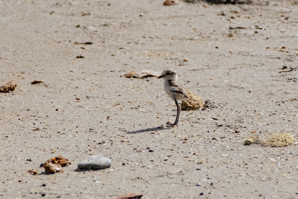 Svartbent strandpipare, bild 1
