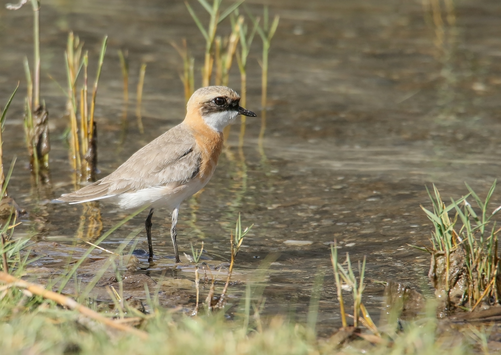 Tibetpipare