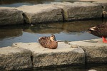 Bahamaand, bild 9 preview