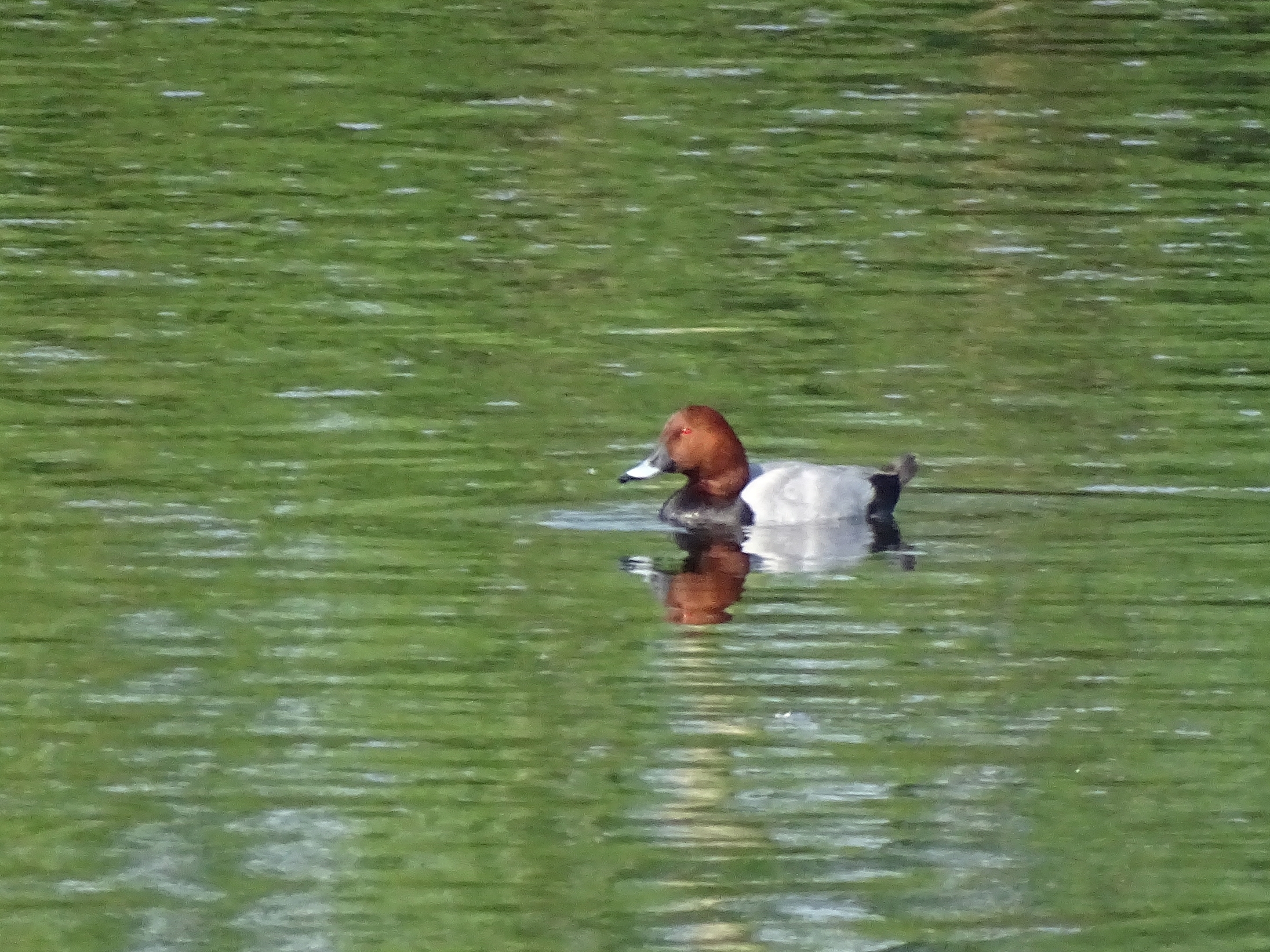Brunand, bild 3