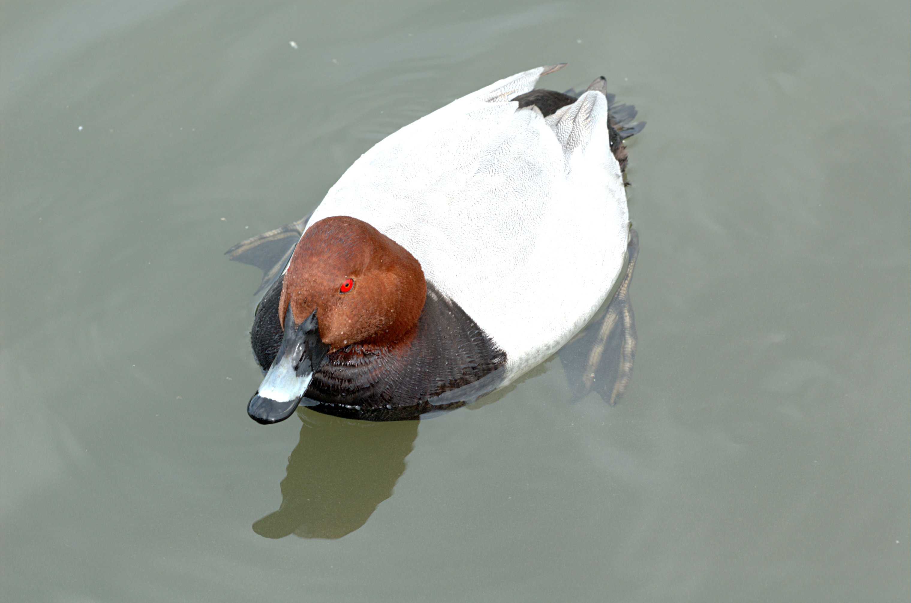 Brunand, bild 9