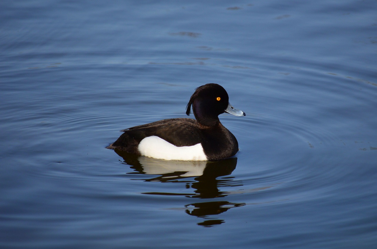 Vigg, bild 6