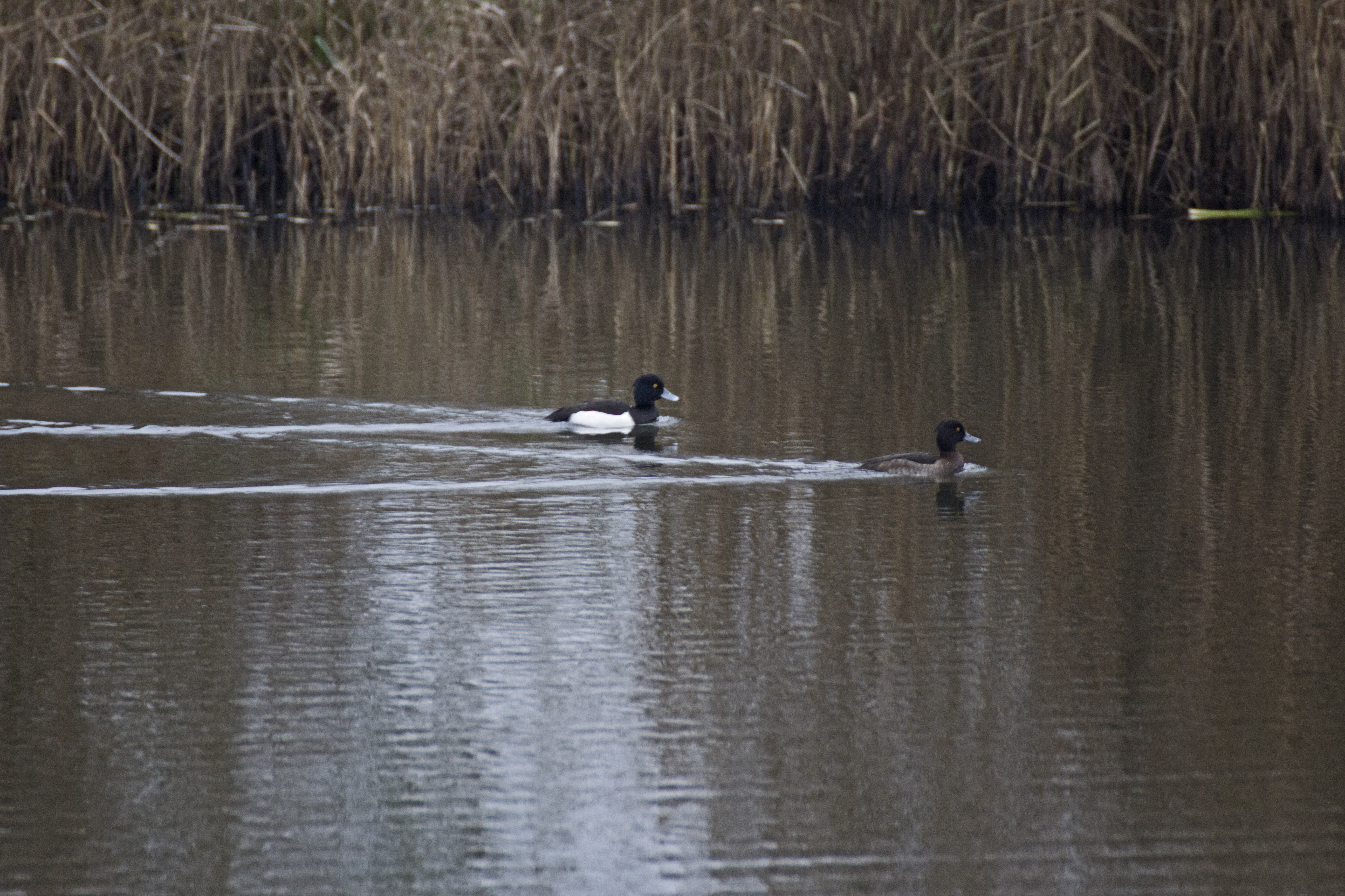 Vigg, bild 7