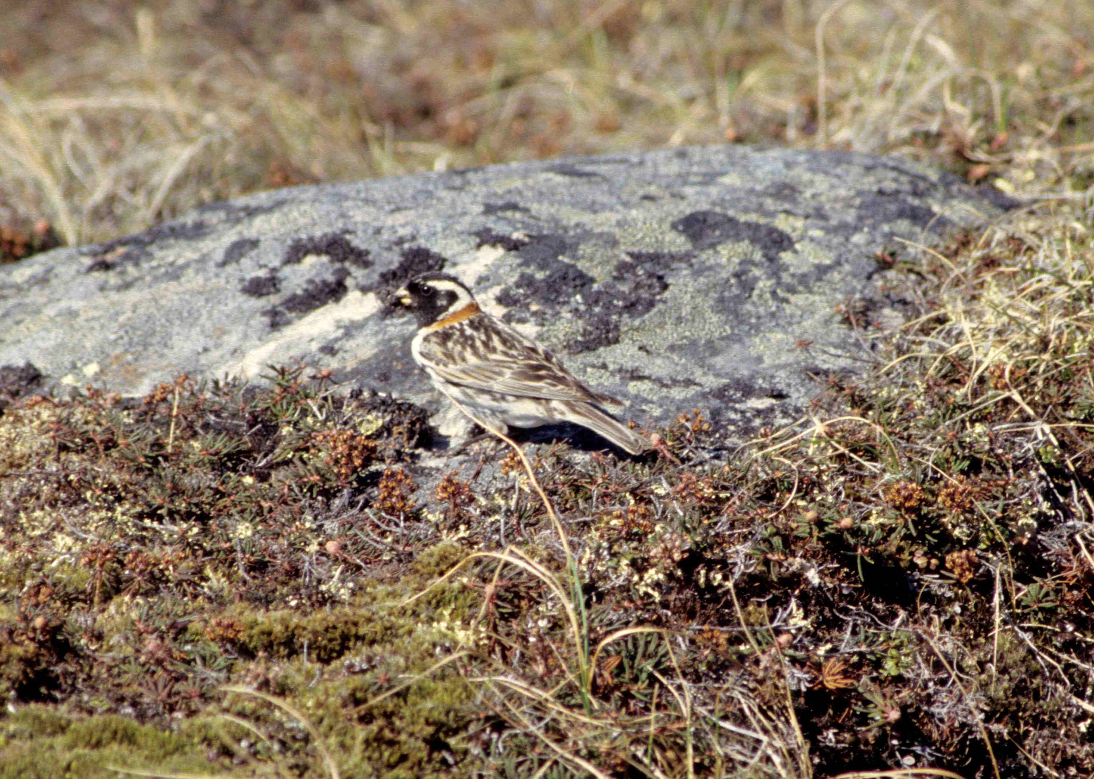 Lappsparv, bild 2