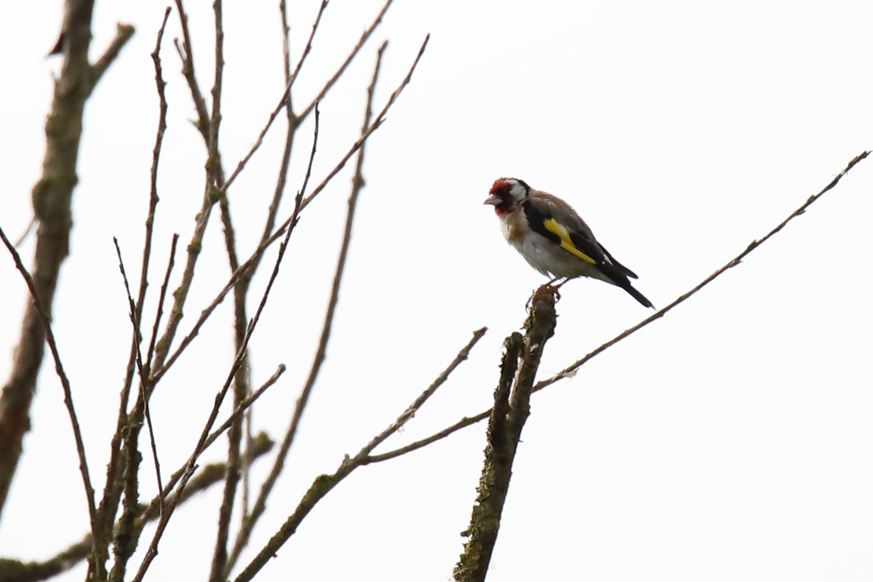 Steglits, bild 5