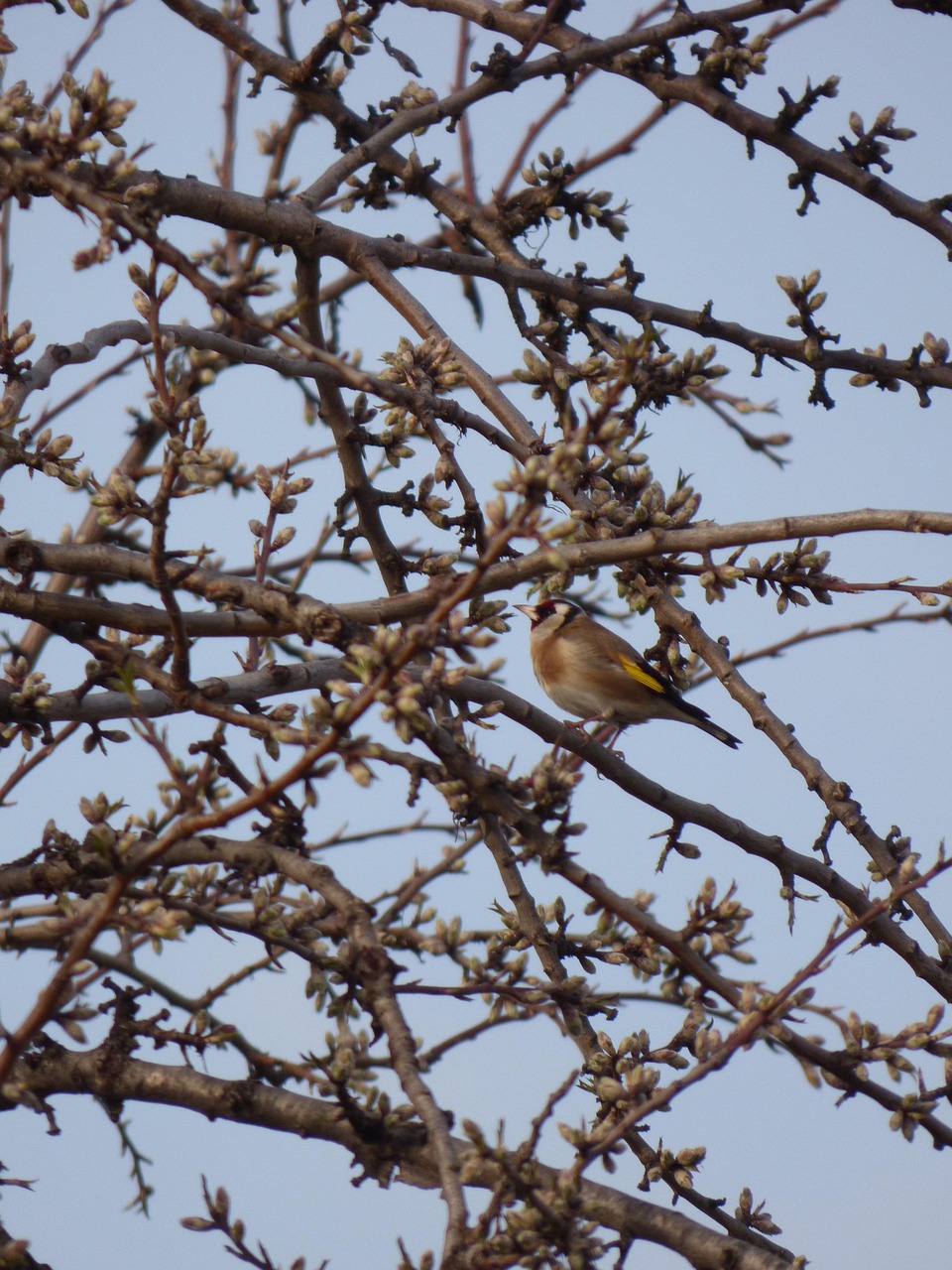 Steglits, bild 7