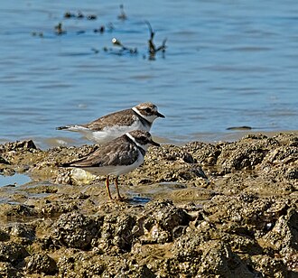 Större strandpipare, bild 2 preview