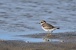 Större strandpipare, bild 5 preview