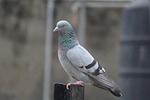 Klippduva, bild 3 preview