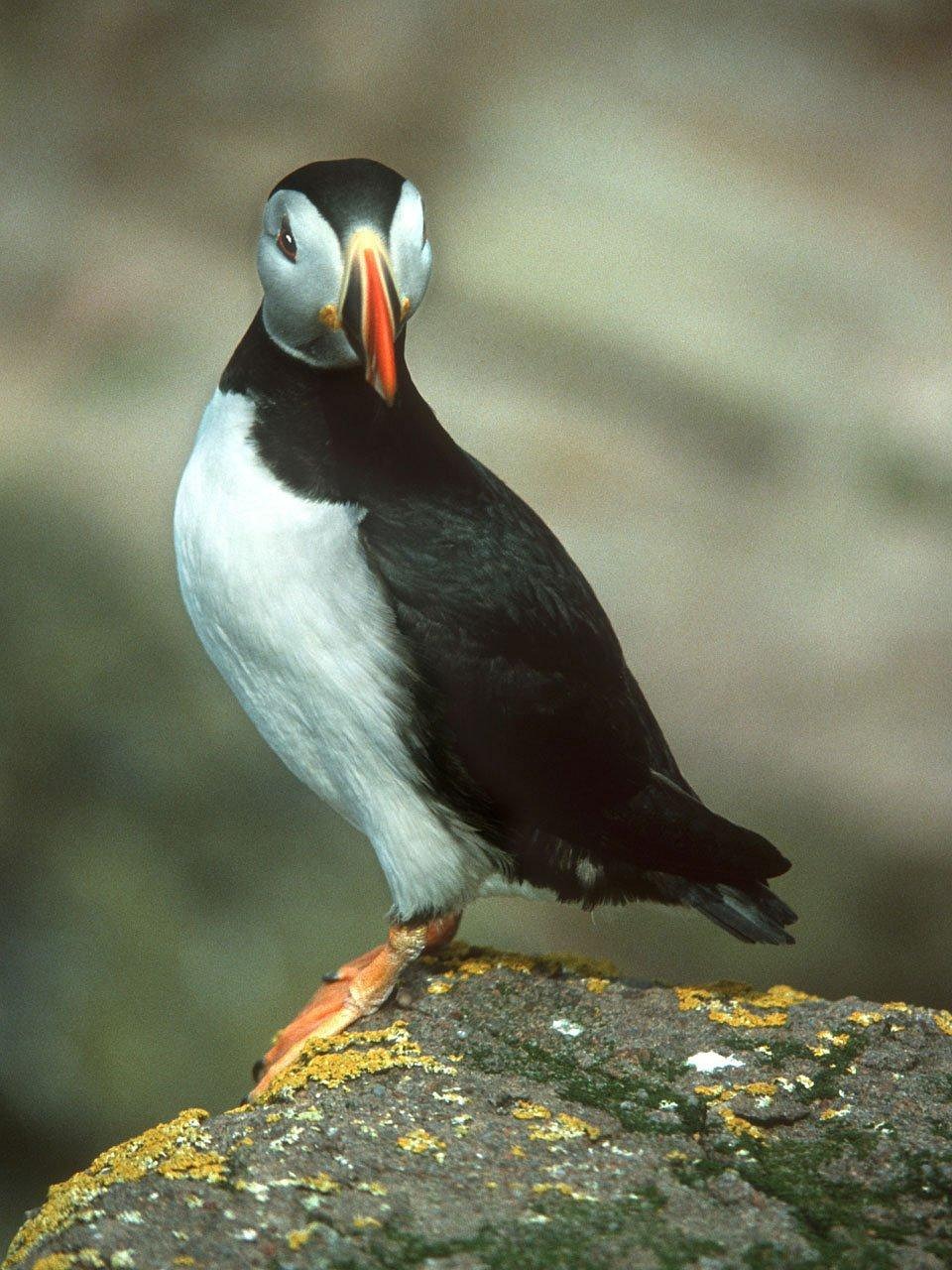 Lunnefågel, bild 2