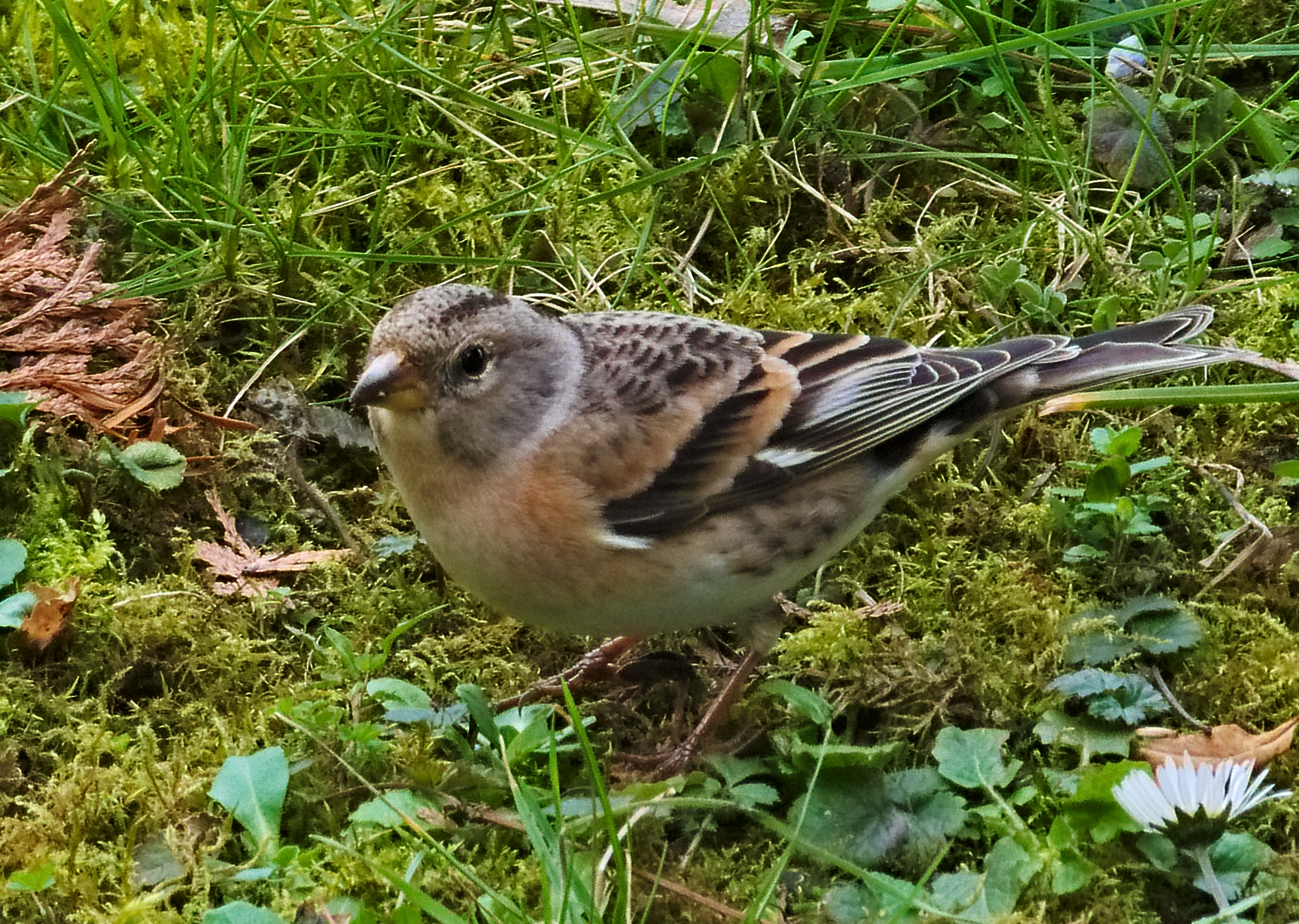 Bergfink, bild 2