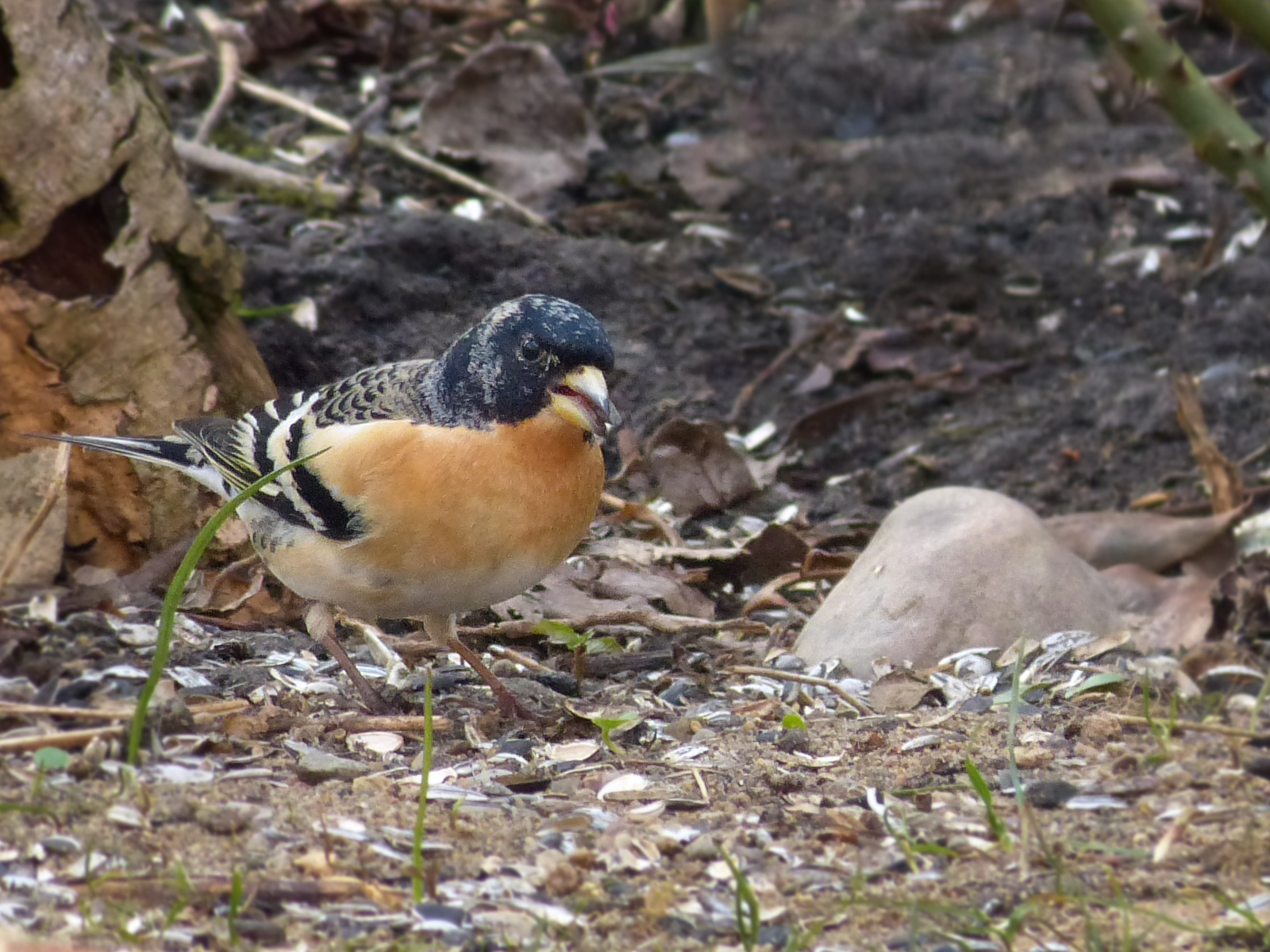 Bergfink, bild 5