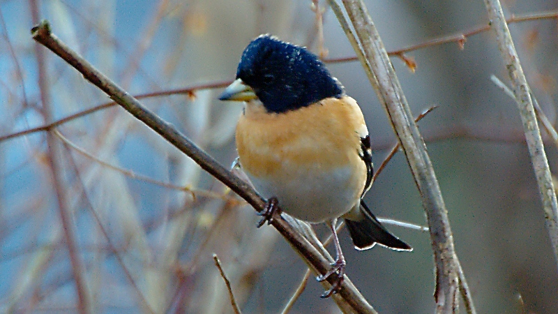 Bergfink, bild 1