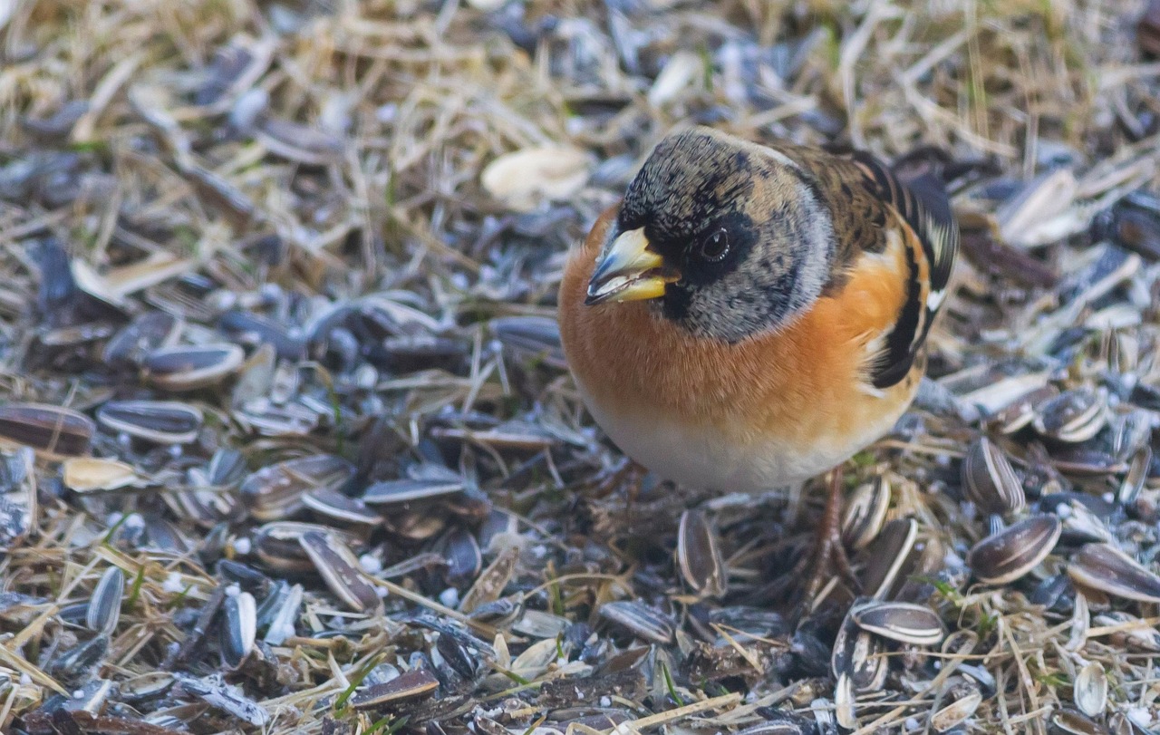 Bergfink, bild 6