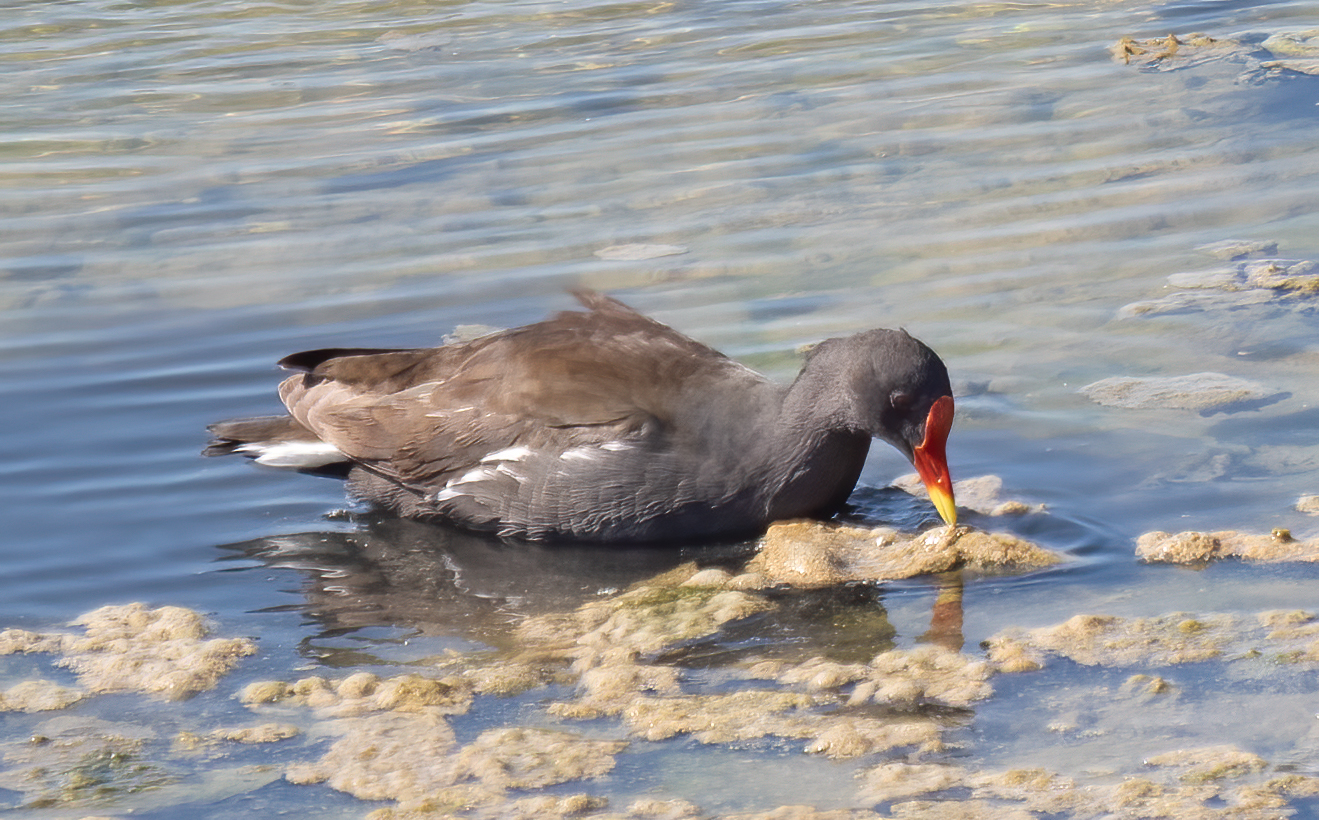 Rörhöna, bild 5