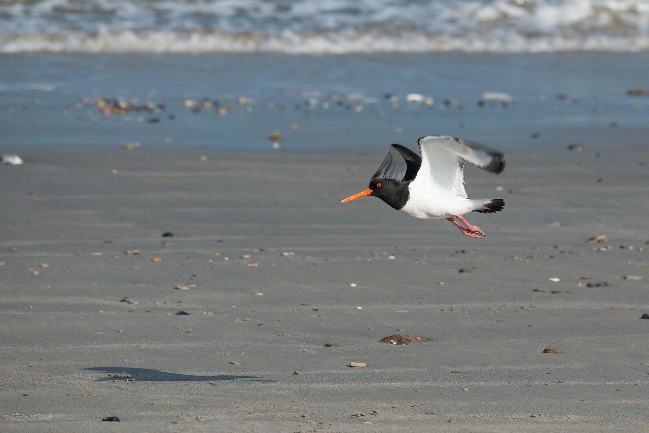 Strandskata, bild 2