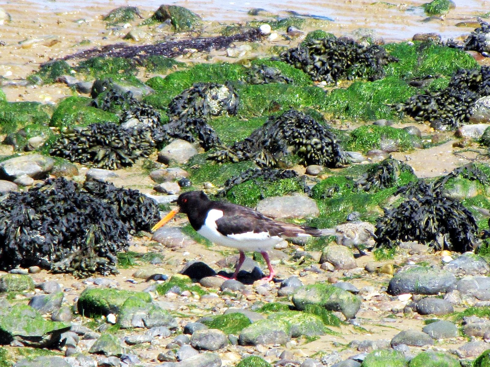 Strandskata, bild 3
