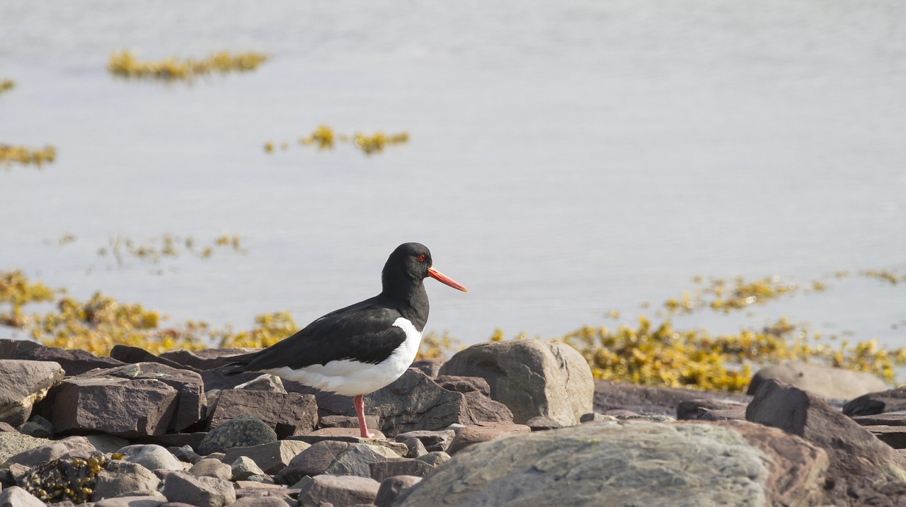 Strandskata, bild 7