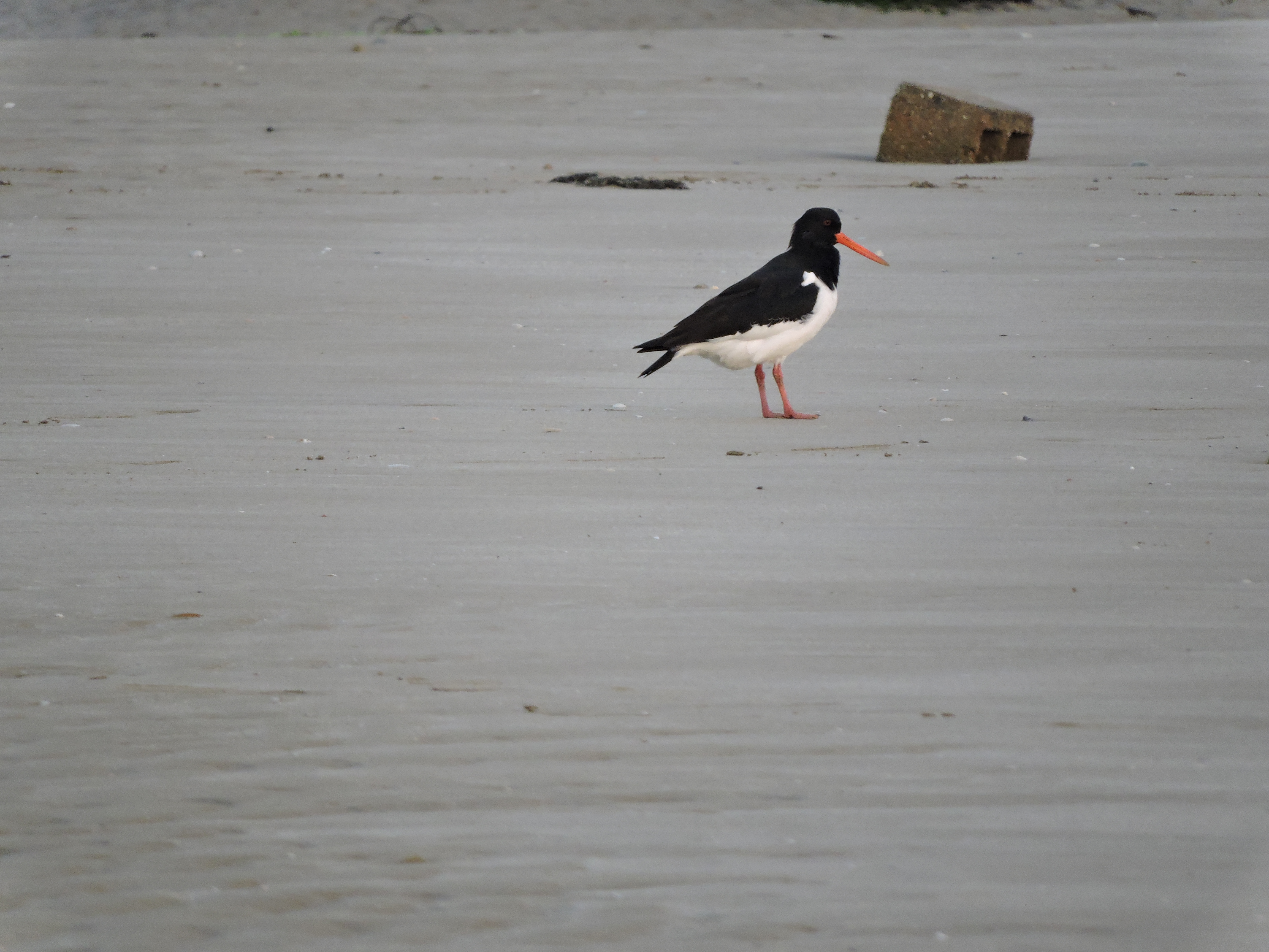 Strandskata, bild 9