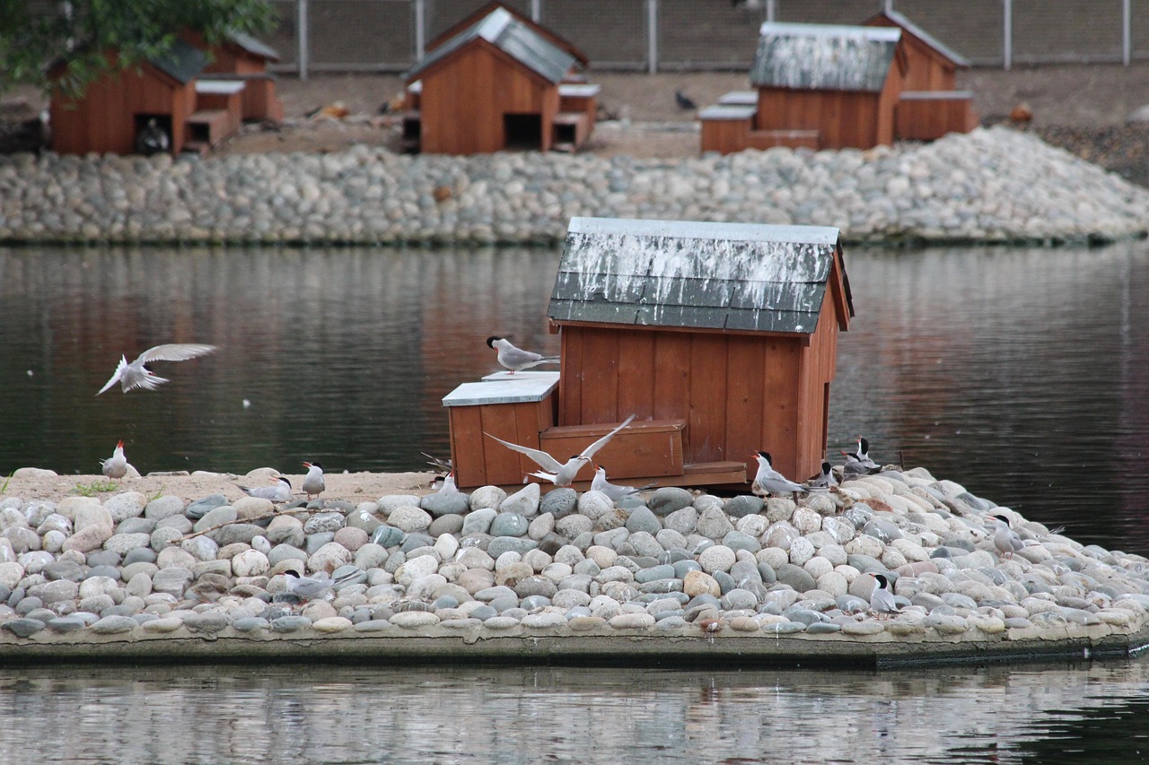 Skräntärna, bild 7