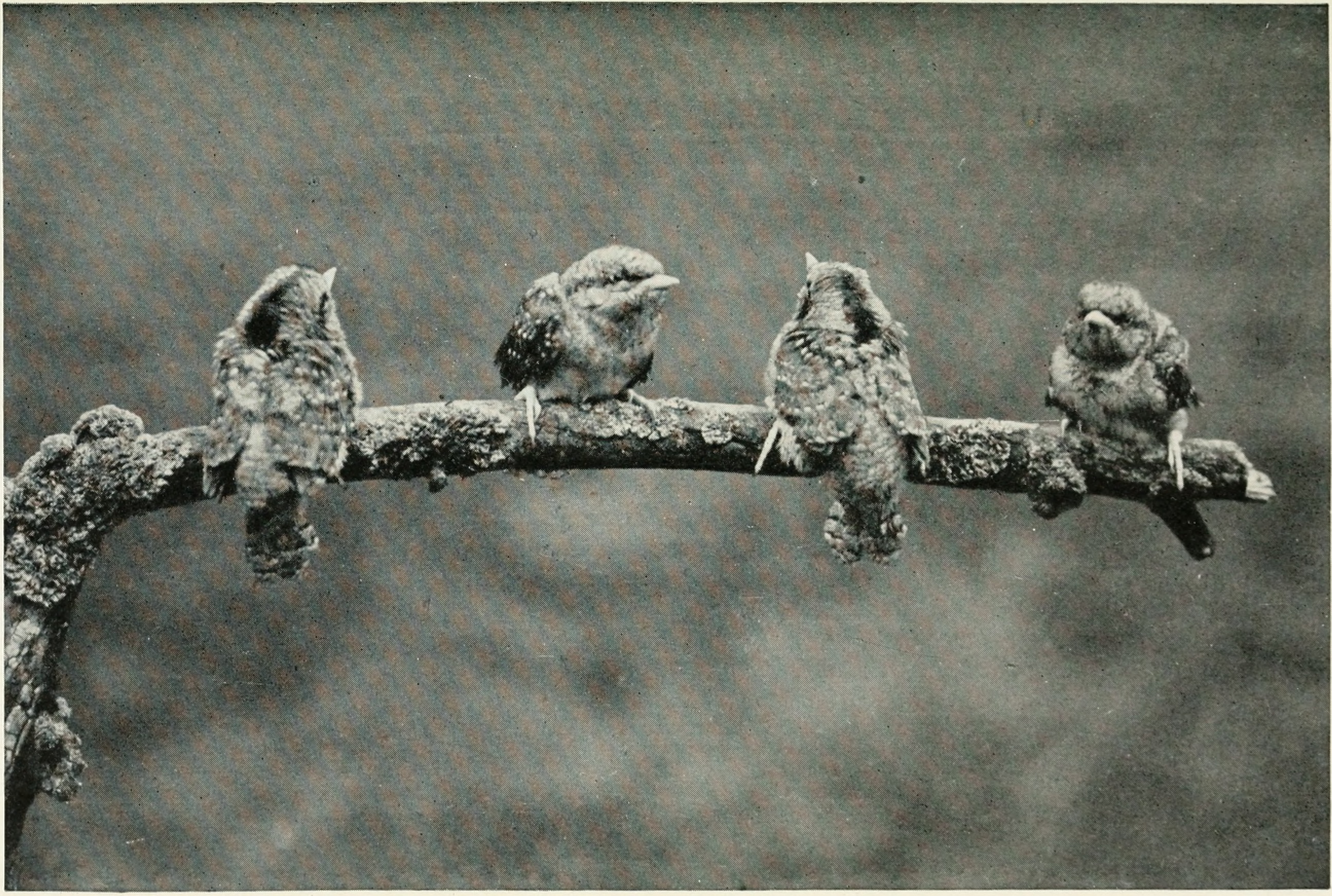 Göktyta, bild 4