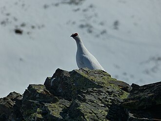 Fjällripa, bild 7 preview