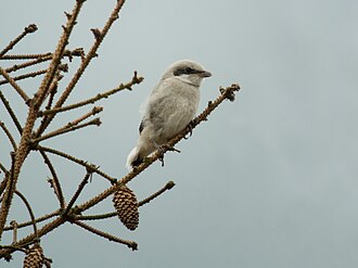 Varfågel, bild 6 preview