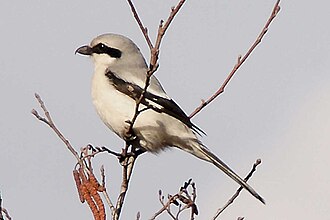 Varfågel, bild 7 preview
