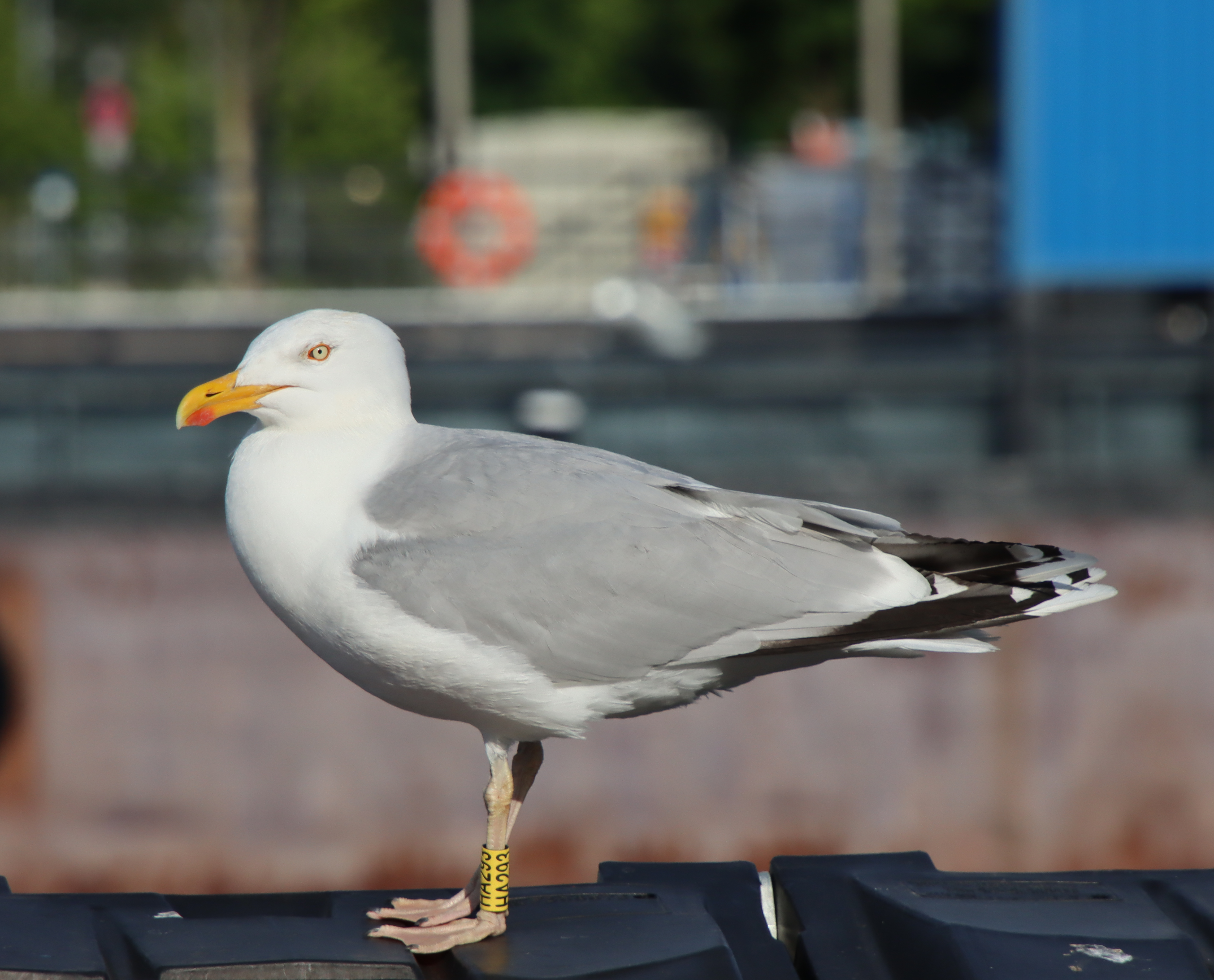 Gråtrut, bild 3