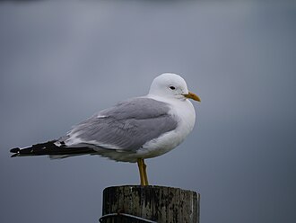 Fiskmås, bild 9 preview