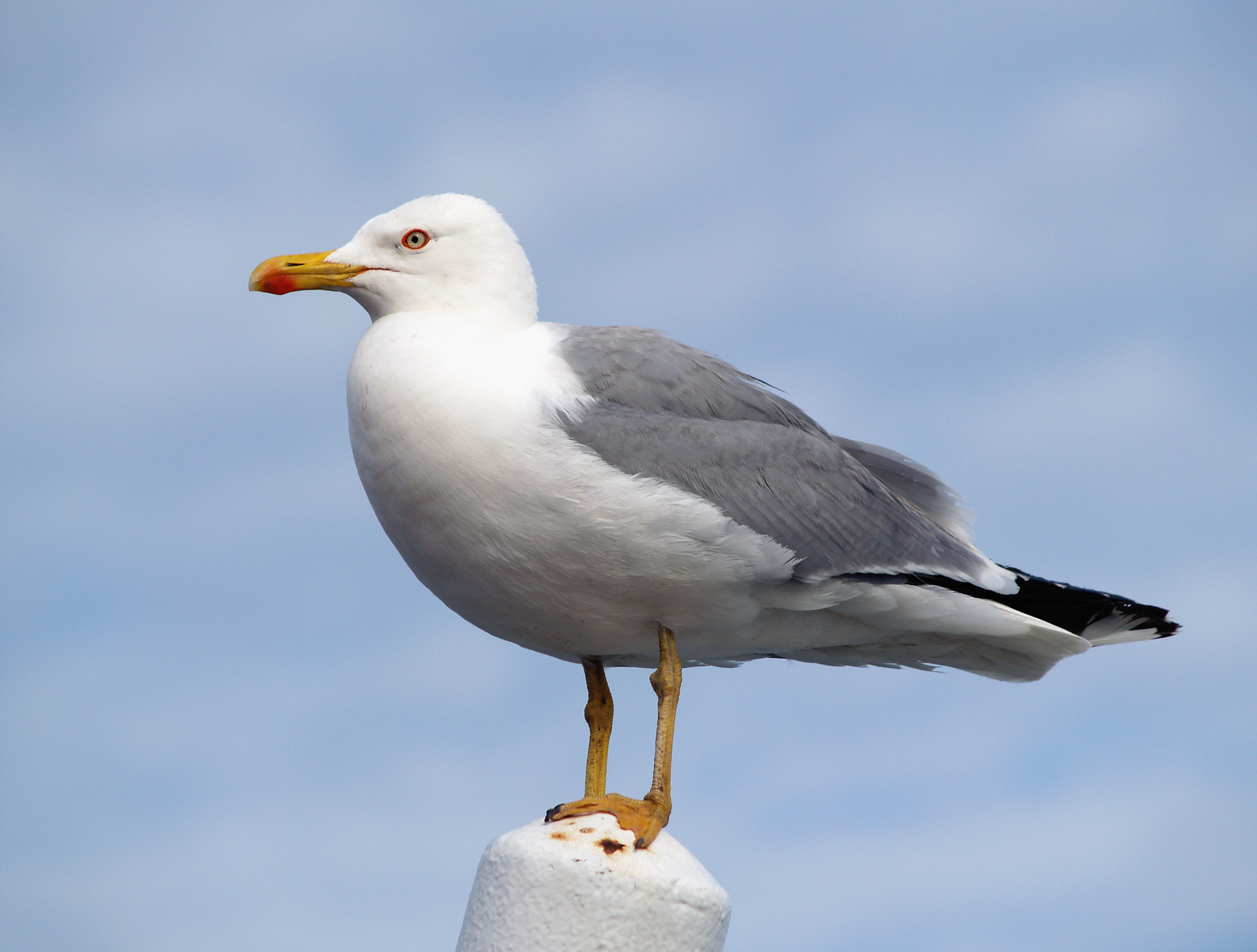 Medelhavstrut, bild 1