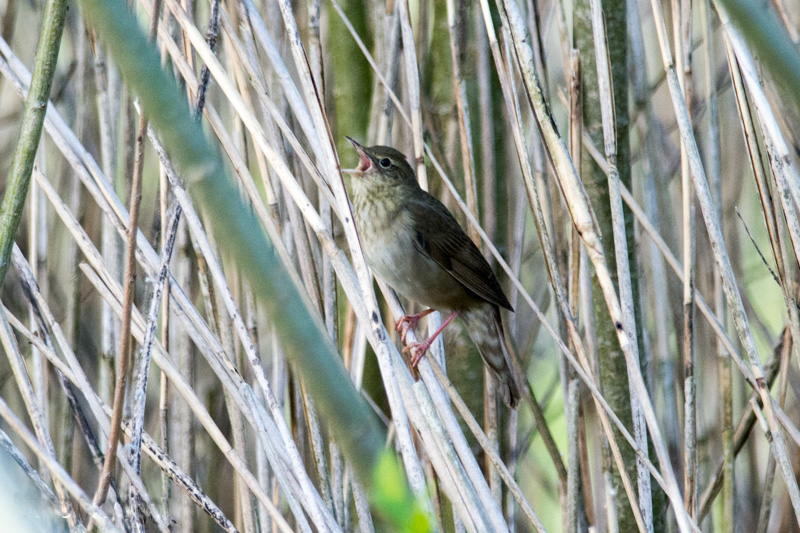 Flodsångare, bild 2