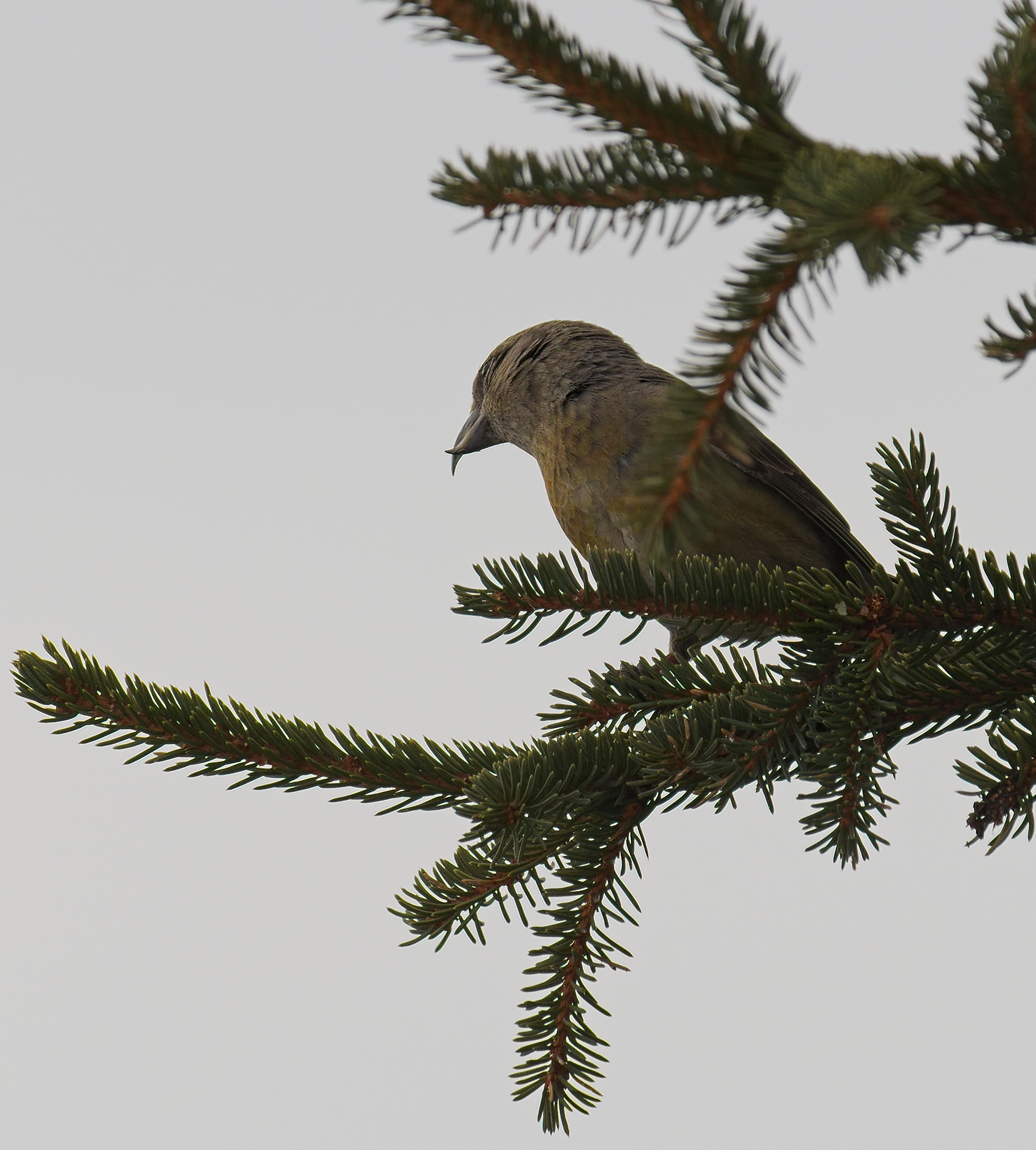 Mindre korsnäbb, bild 8
