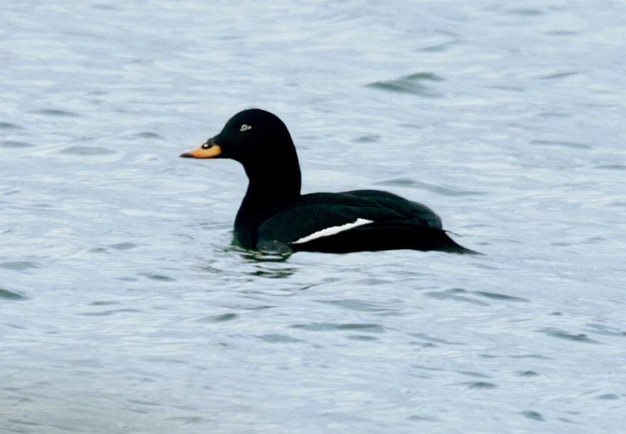 Svärta, bild 1