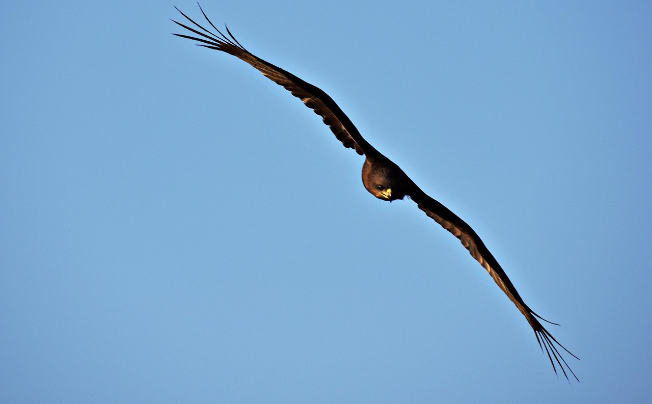 Brun glada, bild 5