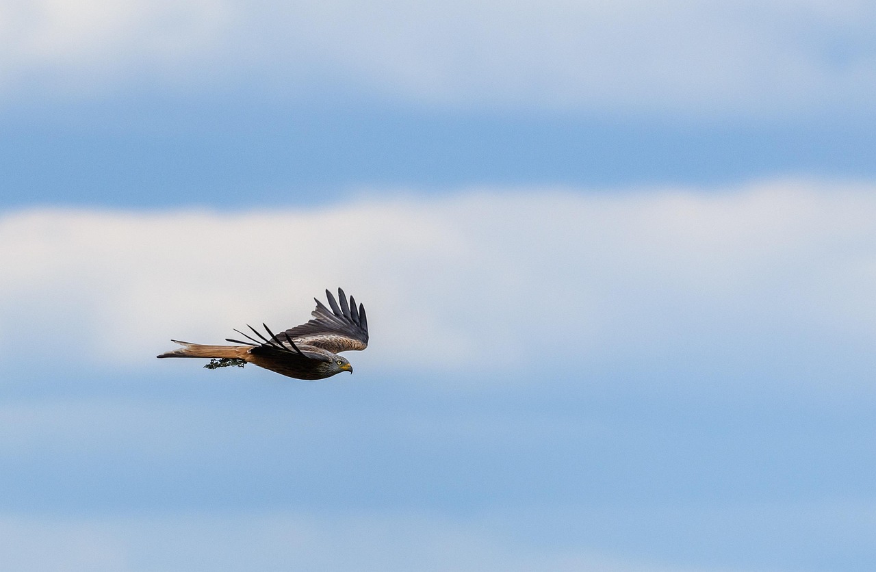 Röd glada, bild 7